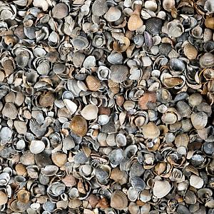 Strandschelpen gewassen, bigbag